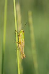 Green grasshopper.