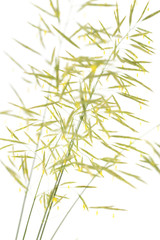 Grass seed stalks