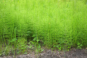 Ancient plant as a background at spring season, called Horsetail