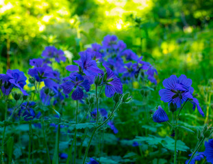 Geranium