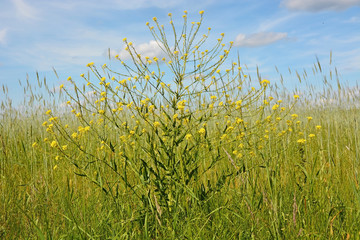 Agriculture summer scene- pasture with many yellow flowers