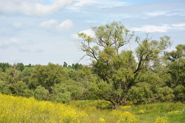 Fototapeta premium Rural landscape- big willow tree at the field with flower at sunny day