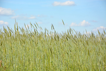 Obraz premium Field of rye in the summer day