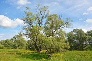 Fototapeta na wymiar Rural landscape- big willow tree at the field with flower at sunny day