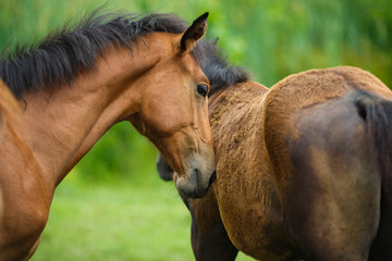 Naklejka premium Foal horse with her mother
