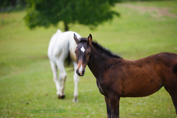 Naklejka na ściany i meble Foal horse with her mother