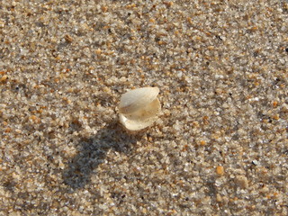Seashell