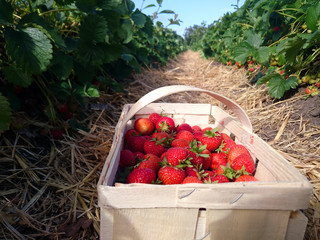 Image of the strawberries in a basket