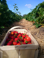 Image of the strawberries in a basket