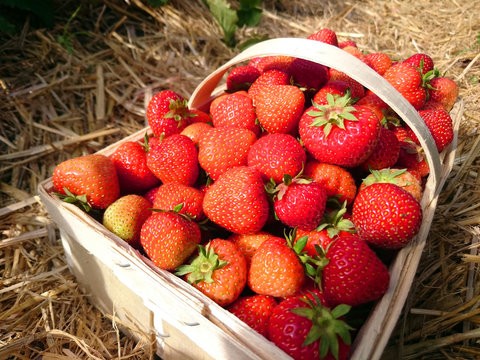 Image of the strawberries in a basket