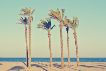 Summer beach landscape with six palms on a late afternoon, before sunset. Filtered image in faded, washed-out, retro style; summer vintage concept. - 86157308