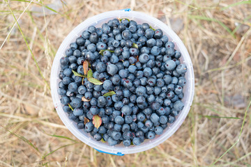 Fresh picked organic blueberries  in the bucket