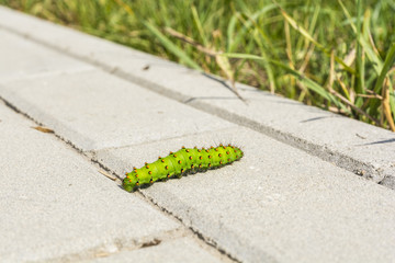 Butterfly caterpillar on paving stones