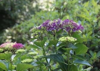 Fototapeta premium Hortensie blüht auf