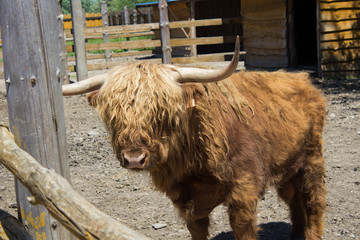 Scottish bull on a farm