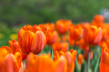 orange tulips