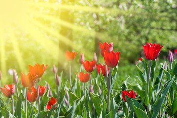 red tulips