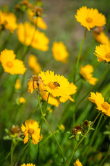 Yellow flowers background