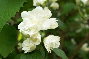 jasmine blossoms