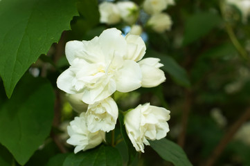 Obraz na płótnie Canvas jasmine blossoms