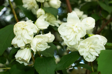 jasmine blossoms