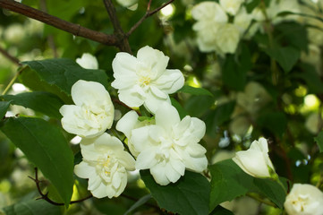 jasmine blossoms