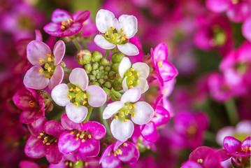 Fototapeta na wymiar Purple flower macro