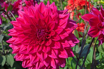 Dahlien
