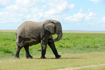Fototapeta premium Elephant