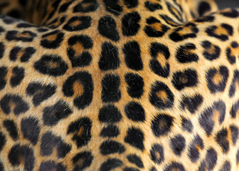 Naklejka premium Leopard skin texture