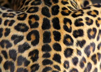 Foto op Canvas Leopard skin texture © byrdyak