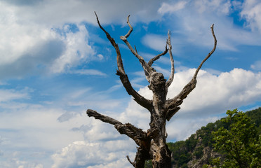Hilferuf der Natur