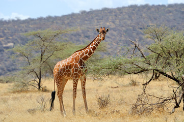 Giraffe