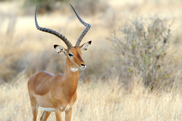 Impala in savanne