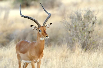 Foto op Plexiglas Impala in savanne © byrdyak