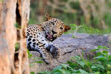 Leopard