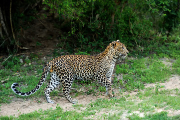 Leopard