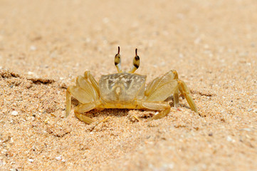 Marine crab on beach