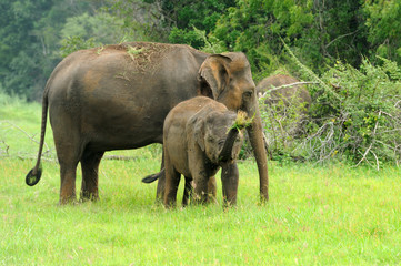 Fototapeta premium Elephants
