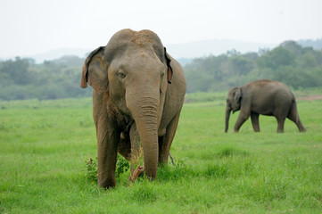 Fototapeta premium Elephants