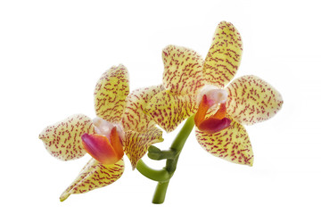 yellow orchid flowers isolated on white