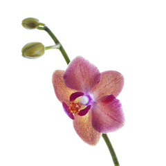 red orchid flower isolated on white