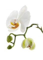 Naklejka na ściany i meble white orchid flower isolated 