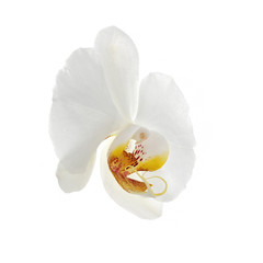 Fototapeta na wymiar white orchid flower isolated