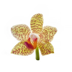 yellow orchid flower isolated on white