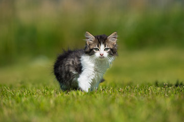 Obraz na płótnie Canvas adorable fluffy tabby kitten outdoors in summer