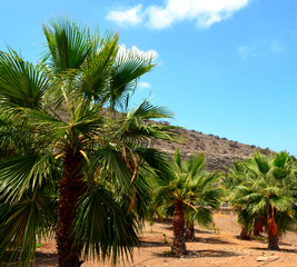 Fototapeta premium Palm trees in the park. Tenerife.