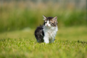 adorable tabby kitten on grass