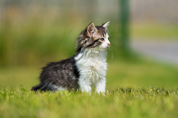Naklejka na ściany i meble curious tabby kitten outdoors in summer