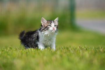 Naklejka na ściany i meble adorable fluffy tabby kitten outdoors in summer